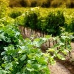 Normativa europea para los vinos ecológicos 2012